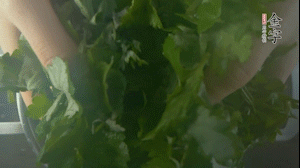 【面皮】1.鍋中水開時，放挑揀好的艾草和一撮小蘇打，第一遍煮開后倒掉，重新加水大火煮開后，小火煮1小時。煮爛的艾草用紗布瀝干。